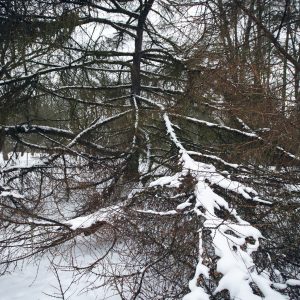Obelyne 20190113
