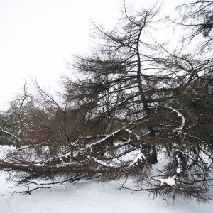 Obelyne 20190113