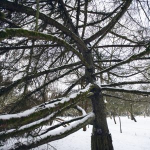 Obelyne 20190113