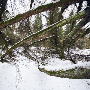 Obelyne 20190113