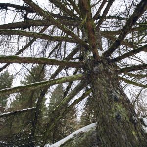 Obelyne 20190113
