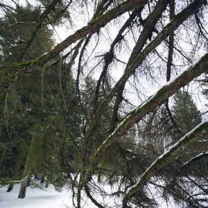Obelyne 20190113