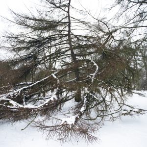 Obelyne 20190113