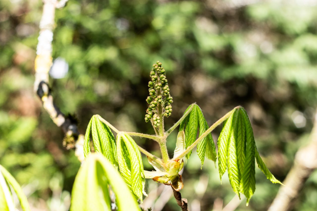 4C5A5923