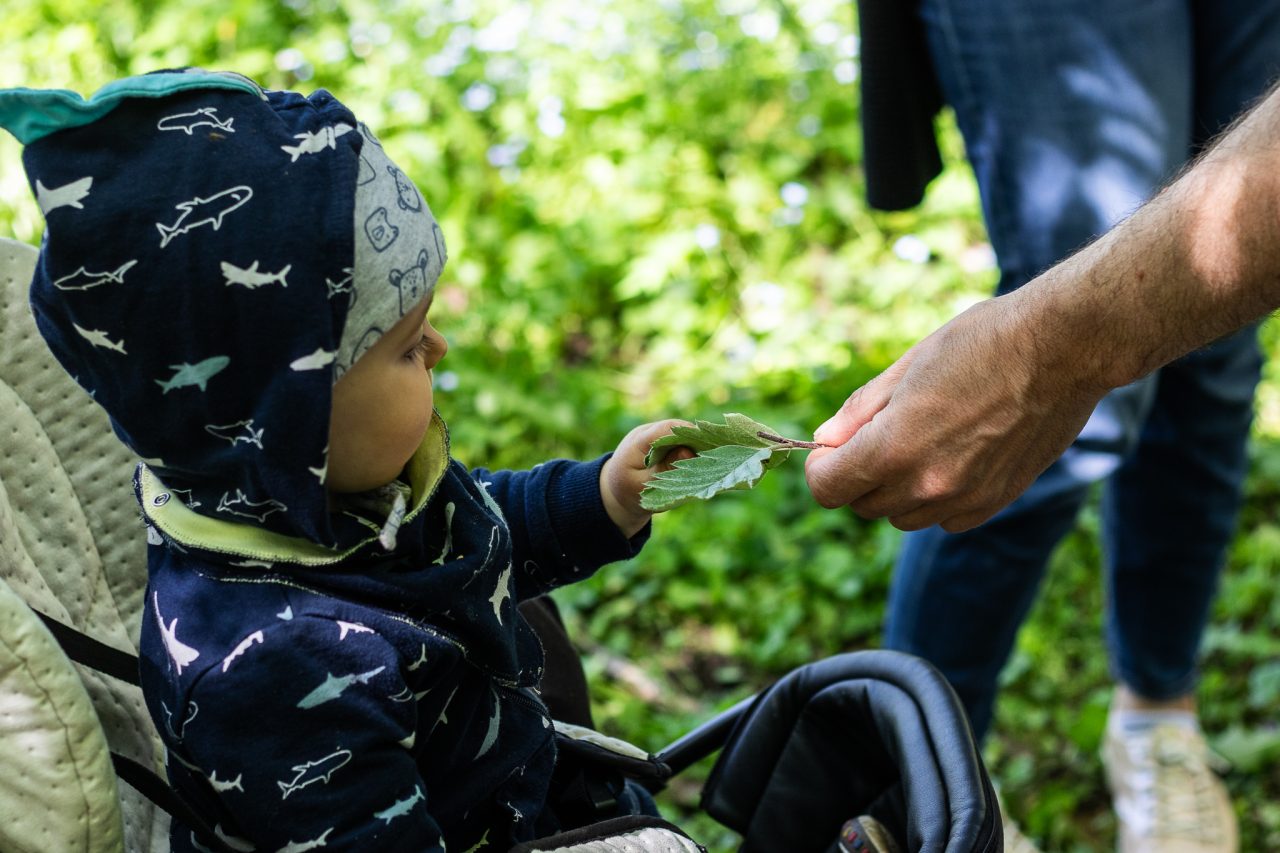 Obelynės parko tyrinėjimai ir tapyba