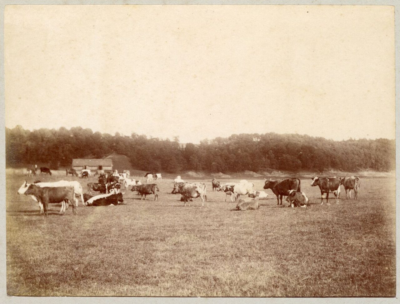 F 1063 4 av auksta