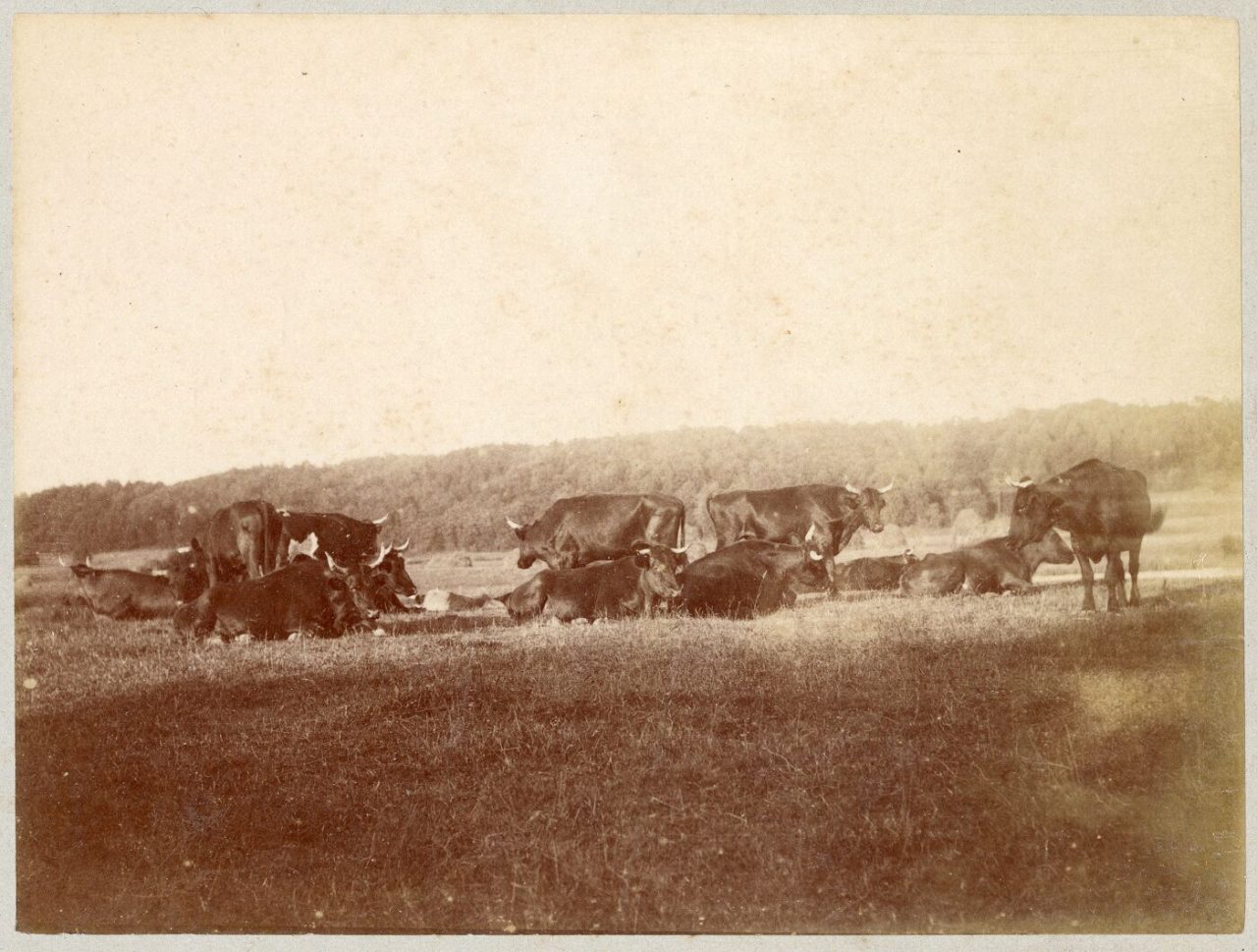 F 1063 6 av auksta